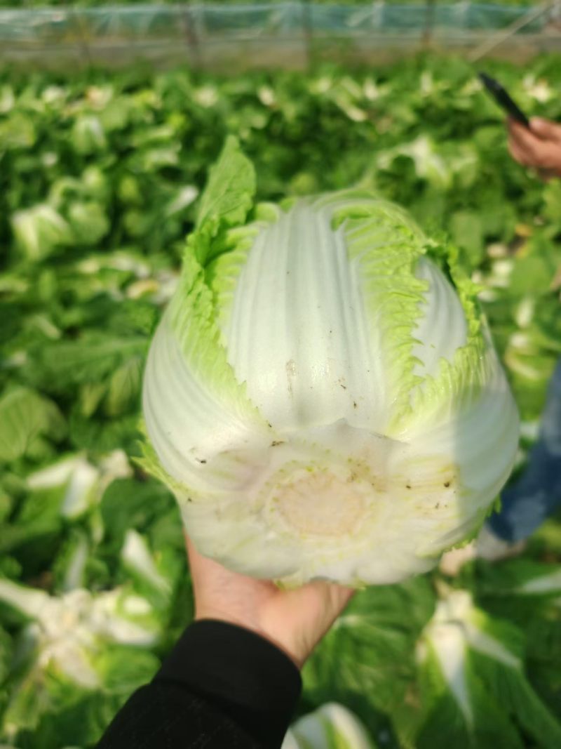 精品黄心大白菜