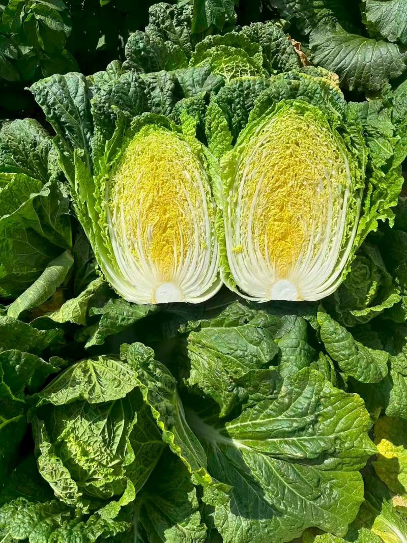 精品黄心大白菜