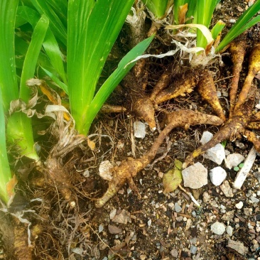 扁竹根种植