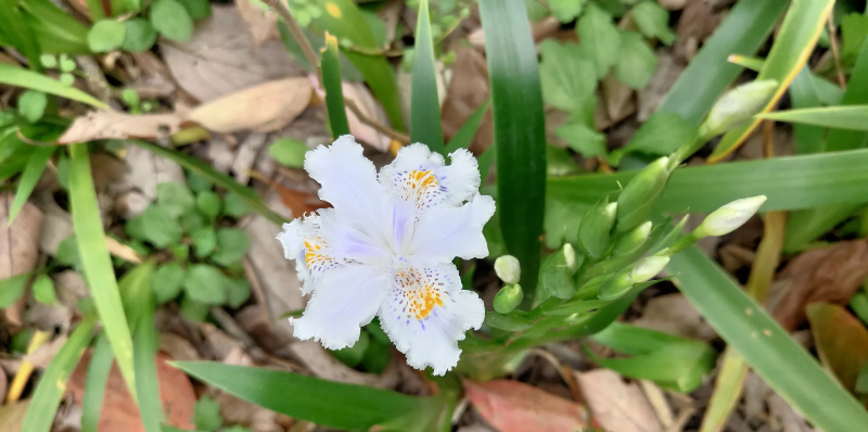 扁竹根种植