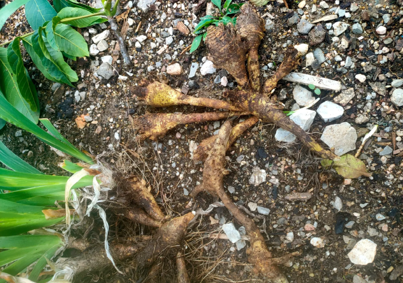 扁竹根种植