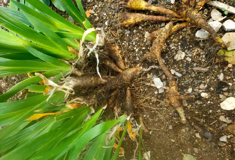 扁竹根种植