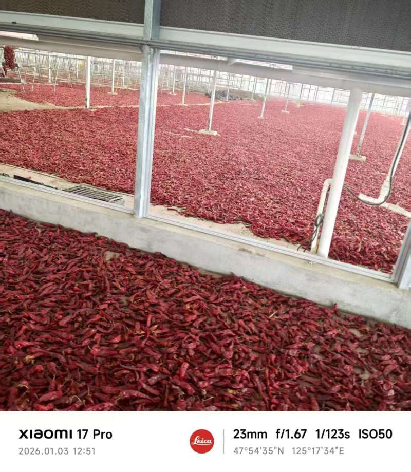 东北辣妹子干辣椒