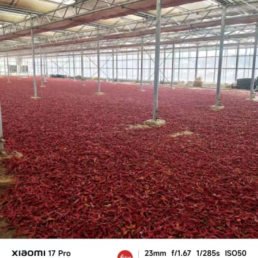 东北辣妹子干辣椒