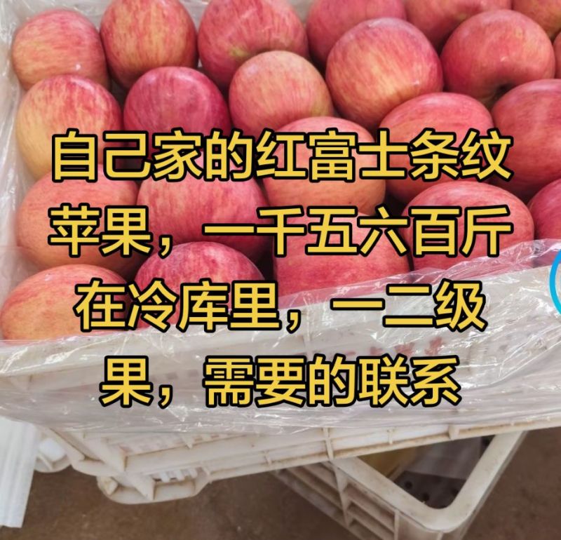 山东省烟台市福山区条纹红富士一级果