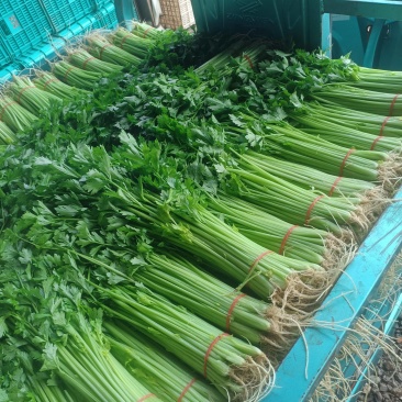 芹菜，怀远香芹大量上市，有需要的老板联系，