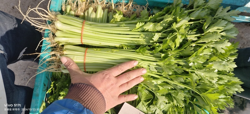 芹菜，怀远香芹大量上市，有需要的老板联系，