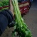 芹菜，怀远香芹大量上市，有需要的老板联系，