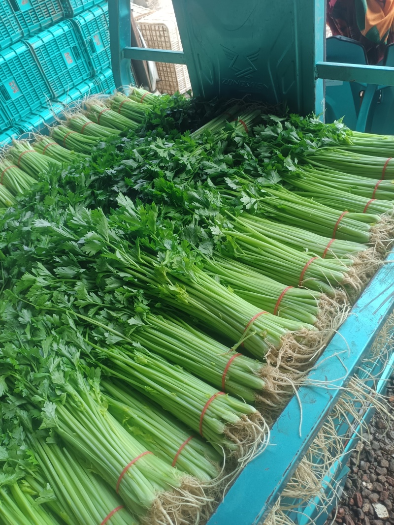 芹菜，怀远香芹大量上市，有需要的老板联系，