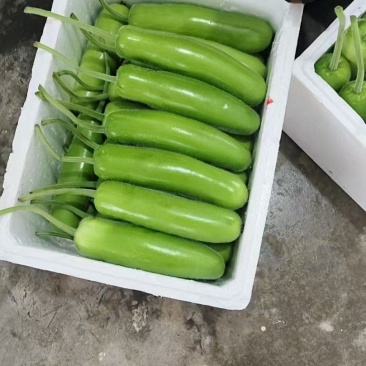 精品短瓠瓜新鲜采摘，瓜形周正皮薄肉嫩，品质上乘产地直