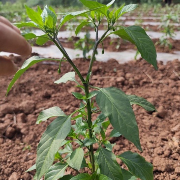 牧马山二荆条预定
