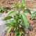 牧马山二荆条预定