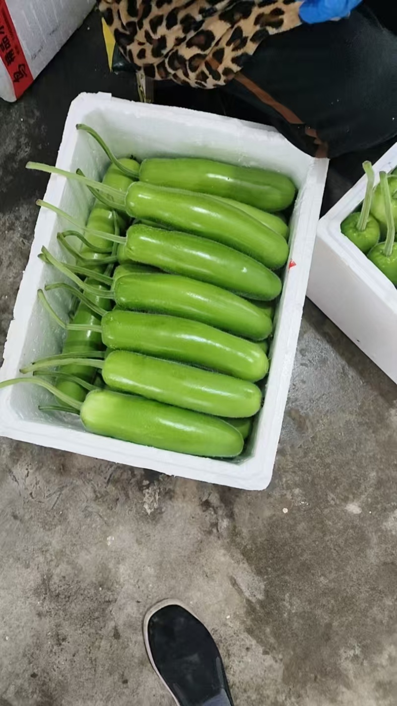 精品短瓠瓜新鲜采摘，瓜形周正皮薄肉嫩，品质上乘产地直