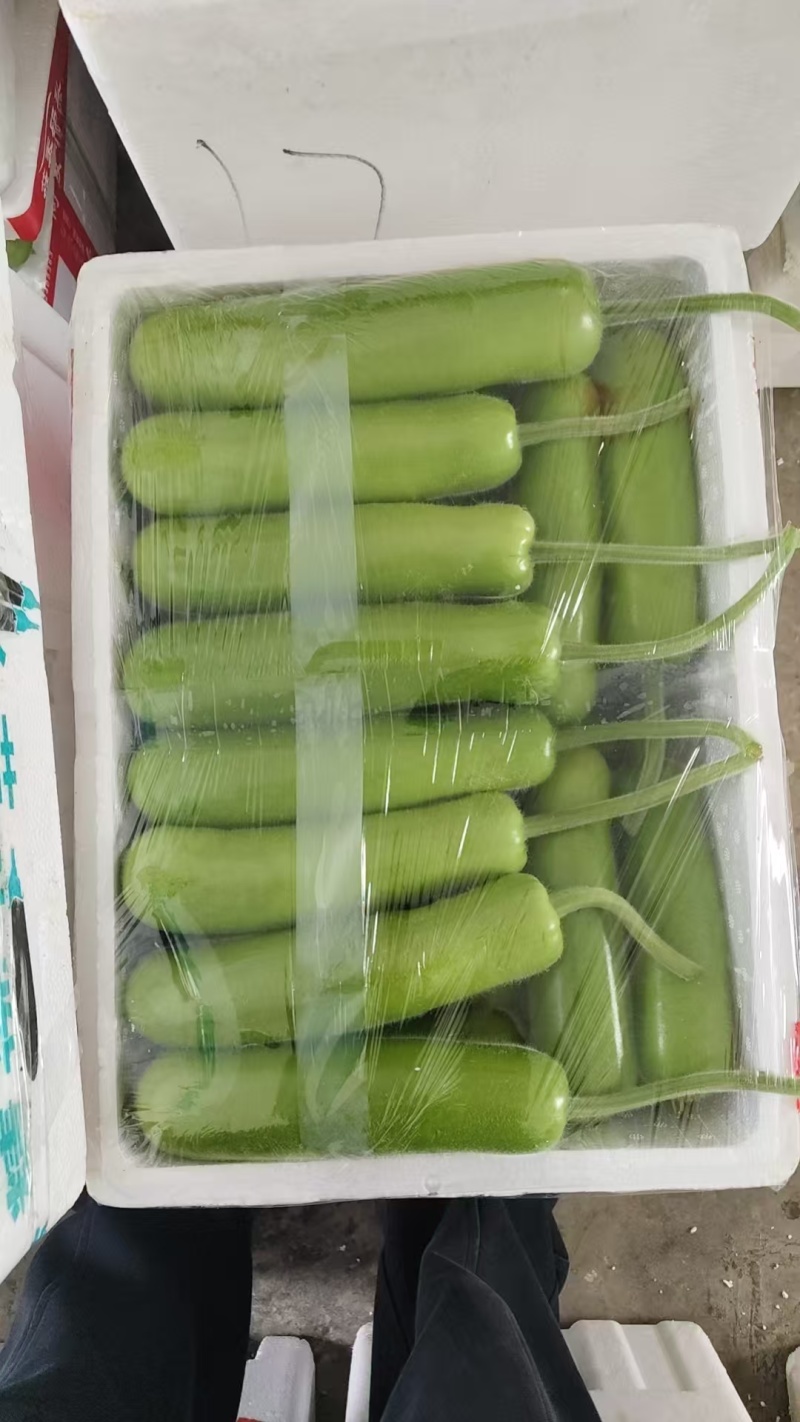 精品短瓠瓜新鲜采摘，瓜形周正皮薄肉嫩，品质上乘产地直