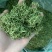 金银花茶