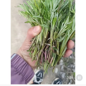 柳蒿芽