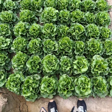 基地生菜直供全国直发