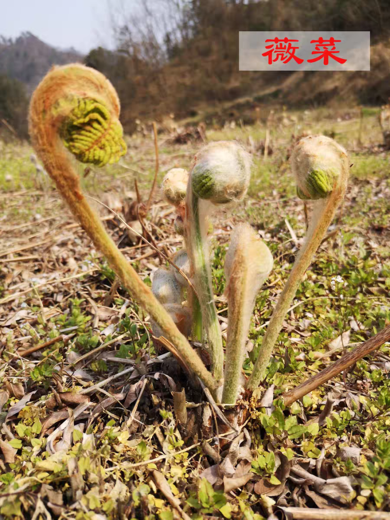 微菜蕨菜头桩大量供应产地一手货源