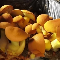黄牛肝菌，见手青