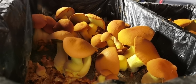 黄牛肝菌，见手青