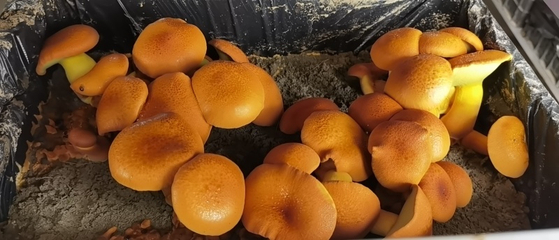黄牛肝菌，见手青