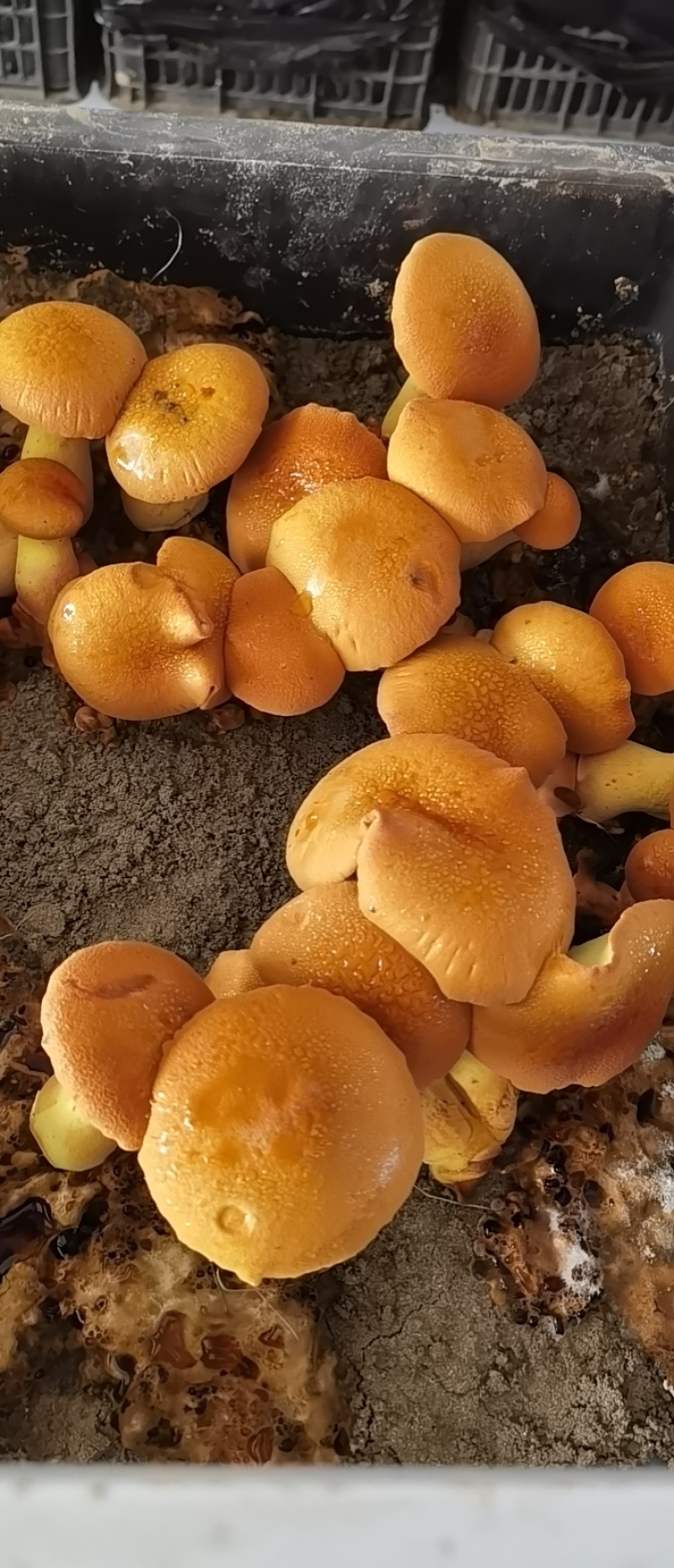 黄牛肝菌，见手青