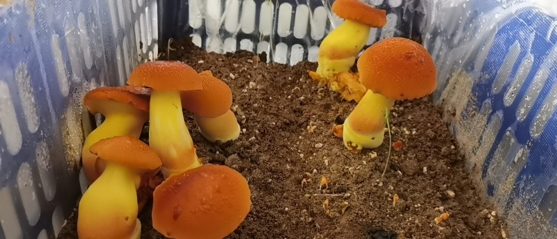 黄牛肝菌，见手青
