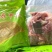 汉寿甲鱼