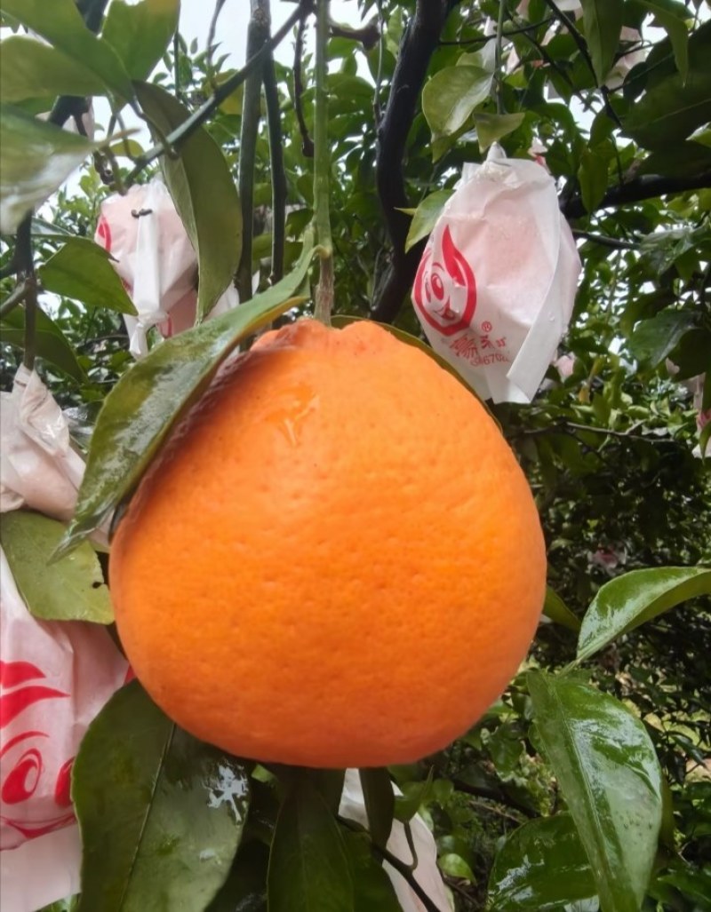 四川春见耙耙柑
