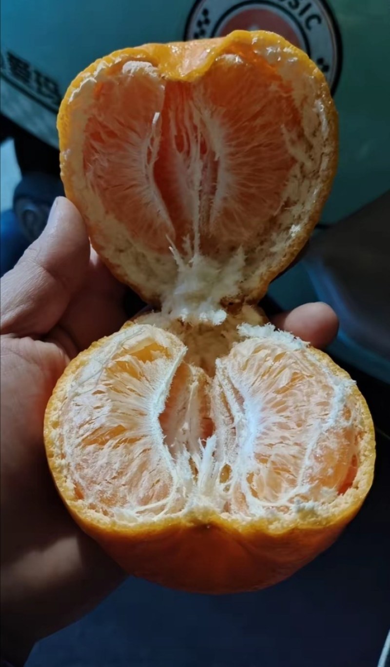 四川春见耙耙柑