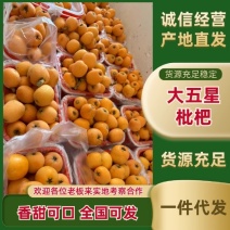 精品大五星枇杷上市一件代发整车代发代收欢迎老板合作对接