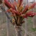 红香椿芽