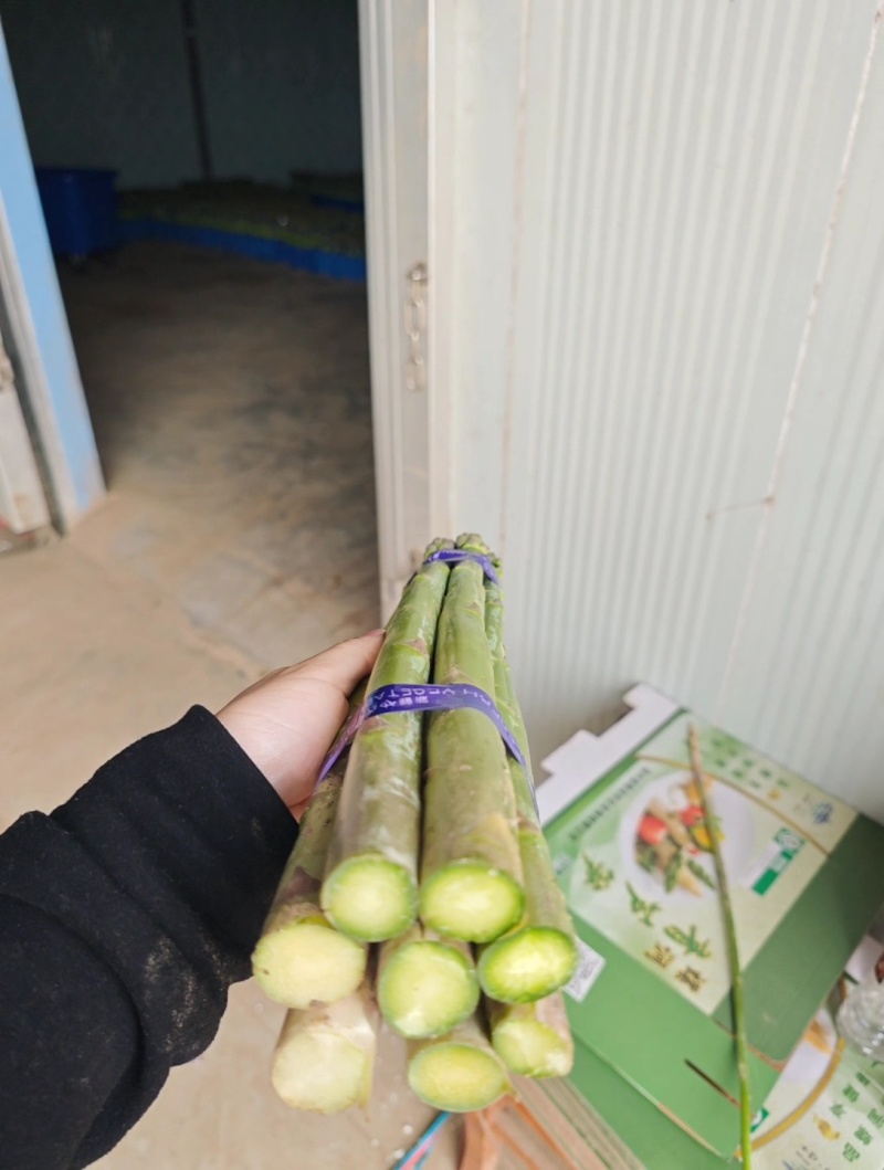 芦笋基地直供，产地一手价，新鲜芦笋现采现发
