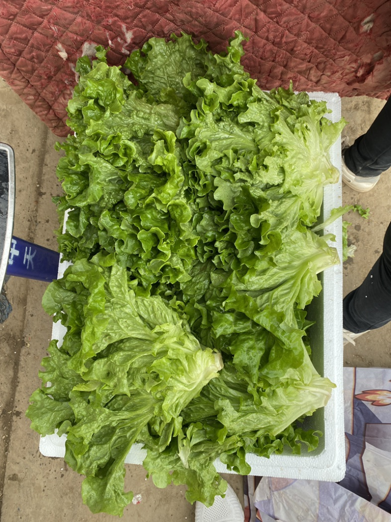 大叶生菜散叶生菜产地一手货源现采现发可实地考察