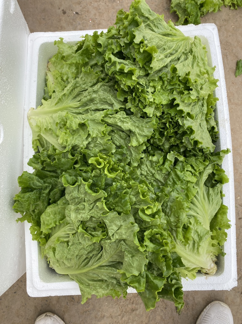 大叶生菜散叶生菜产地一手货源现采现发可实地考察