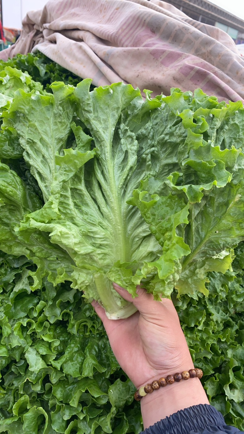 大叶生菜散叶生菜产地一手货源现采现发可实地考察