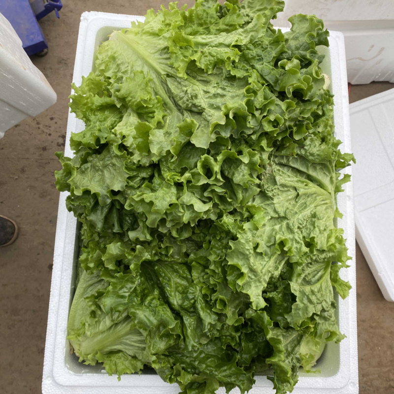 大叶生菜散叶生菜产地一手货源现采现发可实地考察