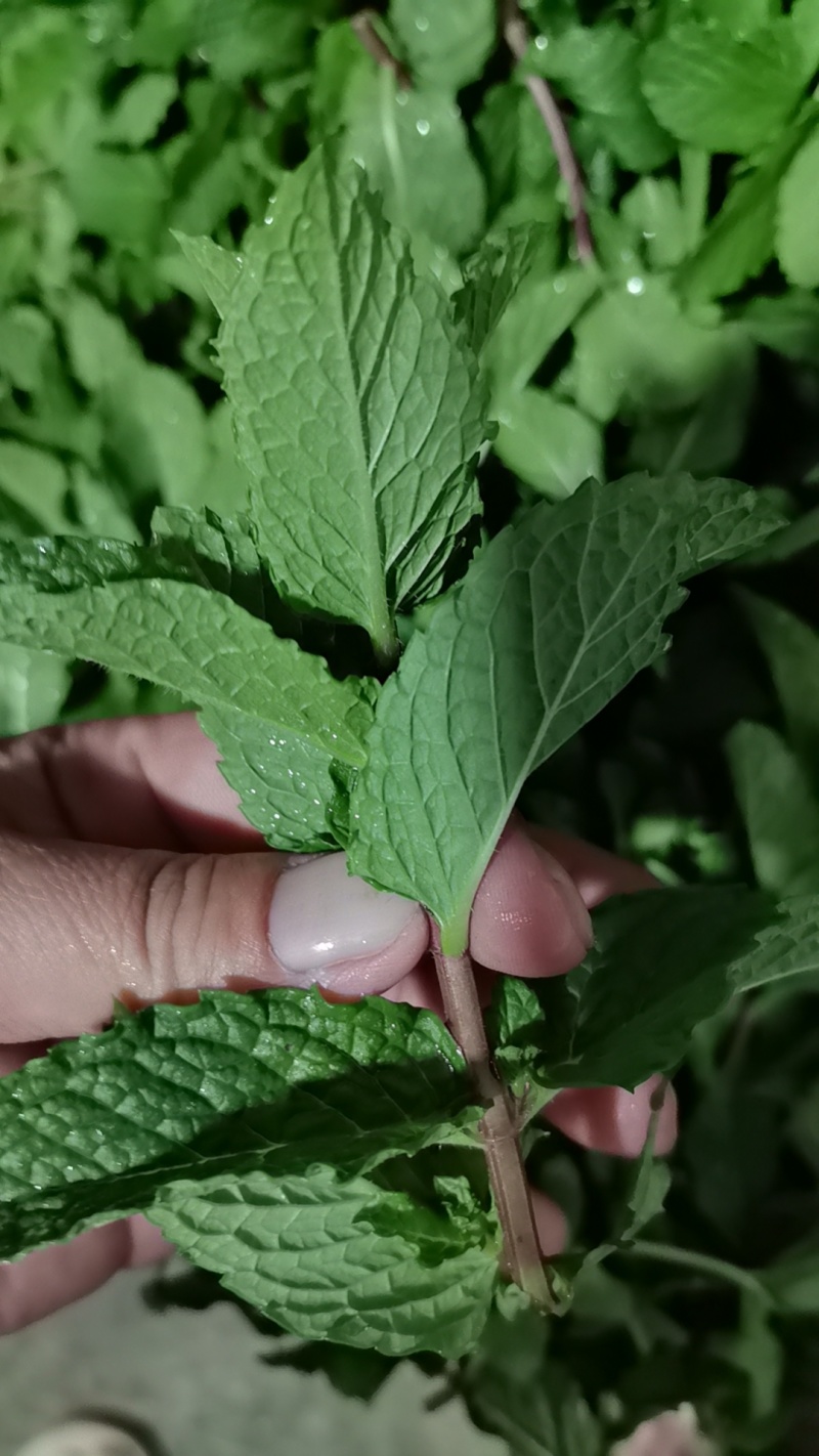 薄荷