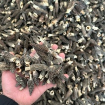 羊肚菌