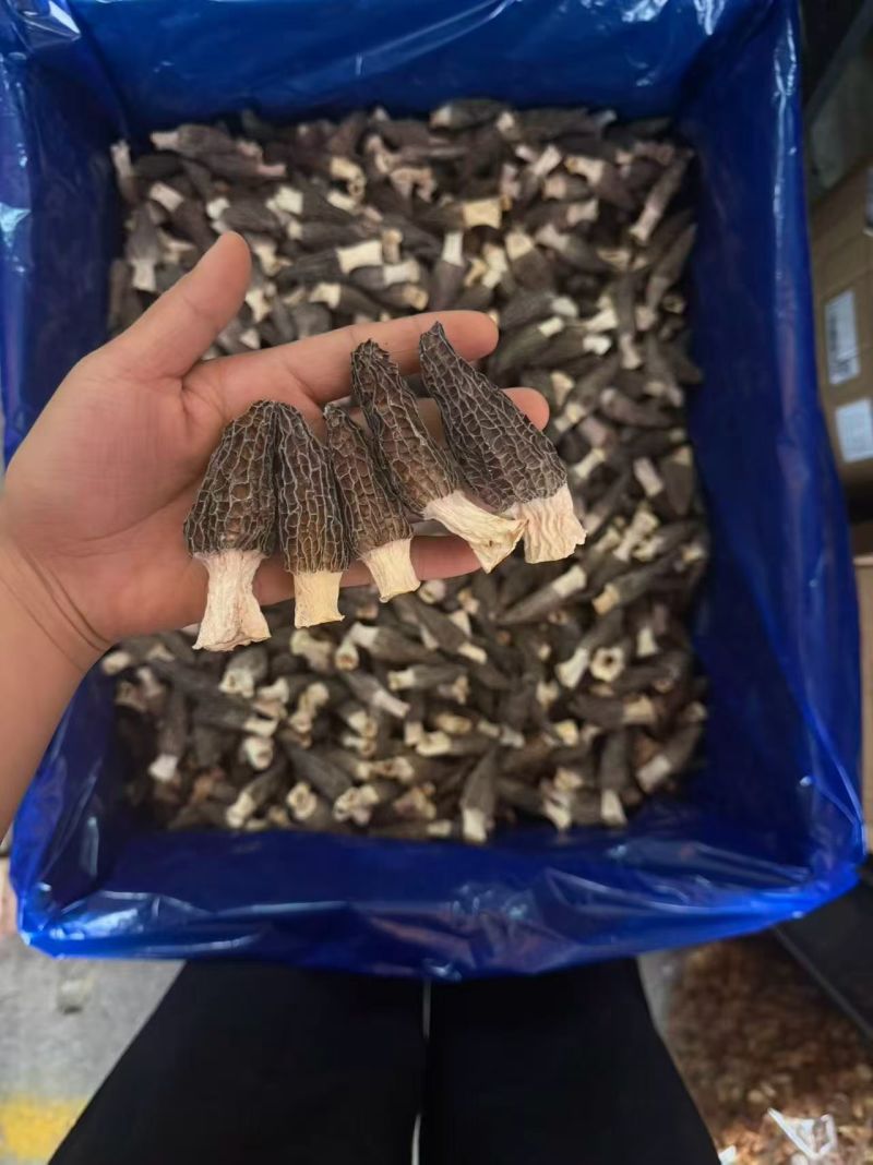 羊肚菌