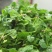 上海崇明趴地小菠菜