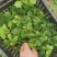 上海崇明趴地小菠菜