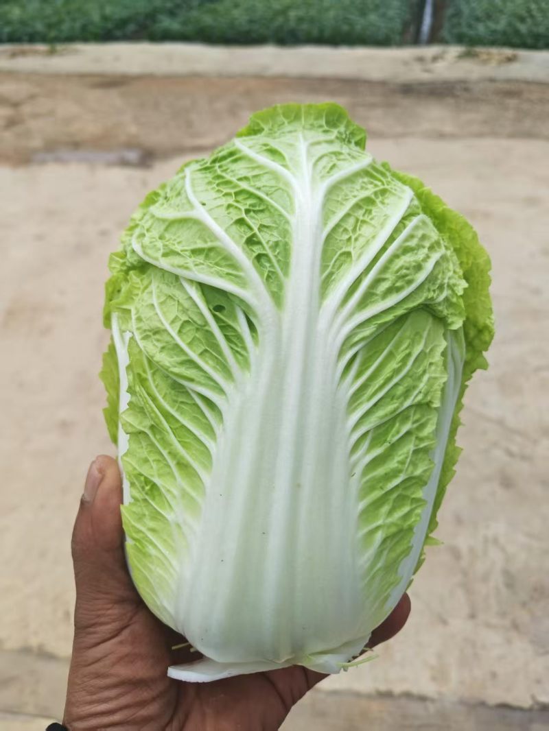 娃娃菜