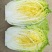 娃娃菜