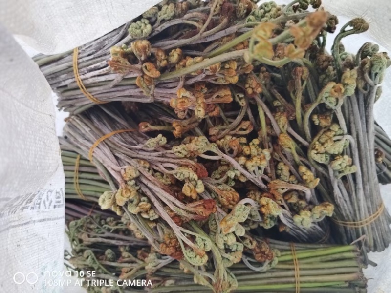 新鲜蕨菜有要求可以提今天下山晚上就可以发走