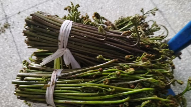 新鲜蕨菜有要求可以提今天下山晚上就可以发走