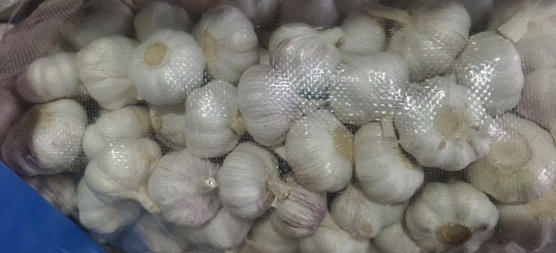 精品大蒜