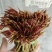 露天红油香椿芽大量上市，基地批发，一手货源