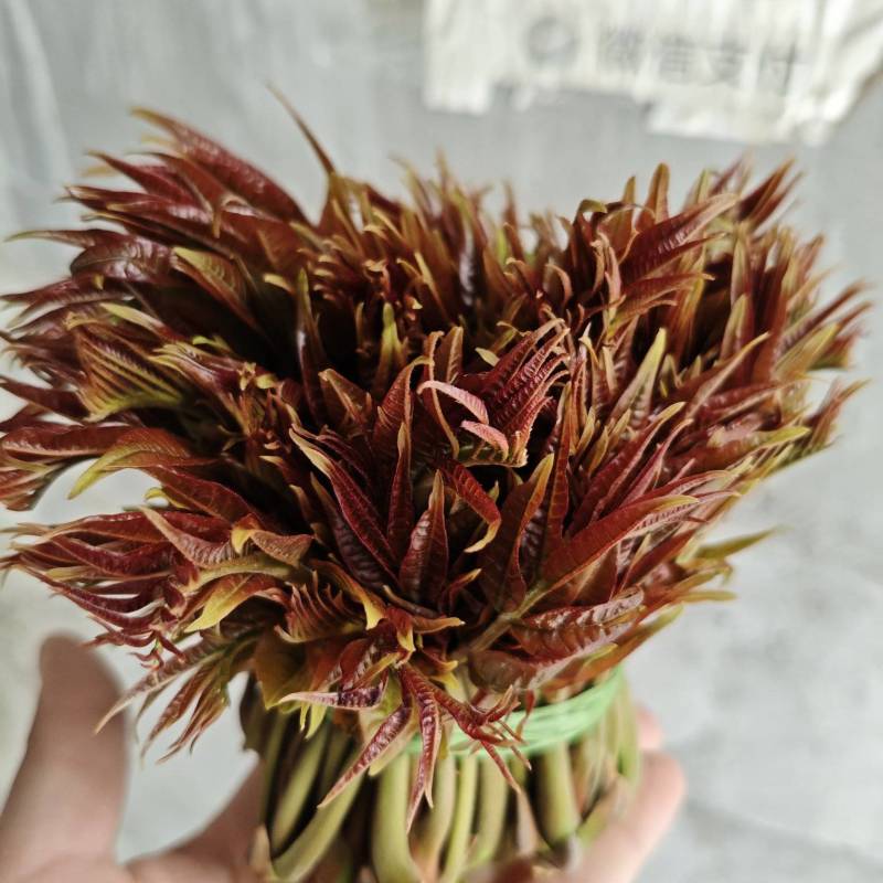 露天红油香椿芽大量上市，基地批发，一手货源