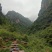 自家养的***蜂蜜